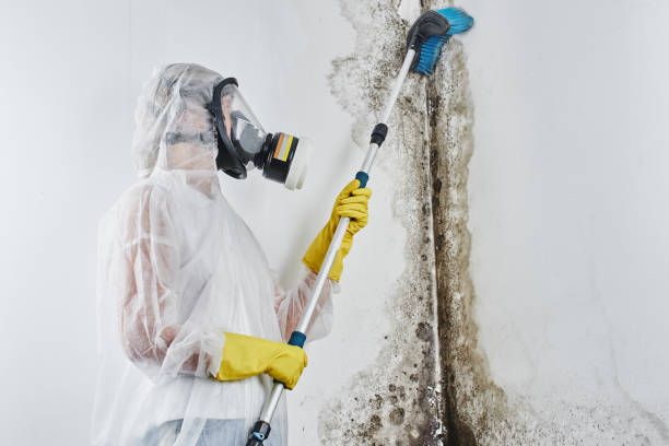 Reliable Federalsburg, MD Mold Remediation Solutions
