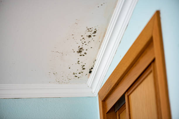 Best Kitchen Mold Remediation in Federalsburg, MD