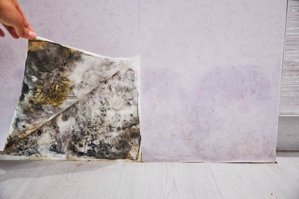 Best Basement Mold Remediation in Federalsburg, MD